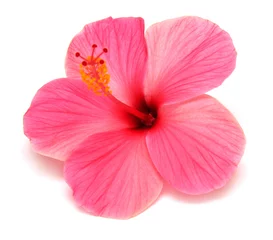 Vlies Fototapete Blumen Pink hibiscus