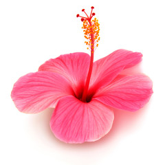 Pink hibiscus