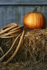 Large pumpkin with rope on hay