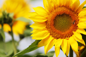 Fototapeta premium Sonnenblumen.