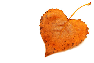 Naklejka premium Yellow leaf heart