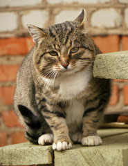Naklejka na ściany i meble Cat. A large grey cat sitting on the porch outside the house.