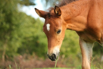 Cute chestnut foal at the grazing