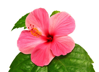 Pink hibiscus