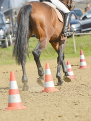 	horse jumping