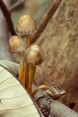 Mushrooms - Vintage