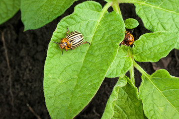 Colorado potato beetle