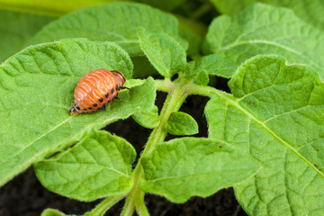 Colorado potato beetle