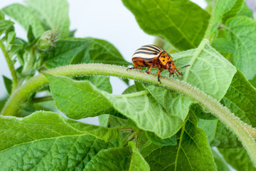 Colorado potato beetle