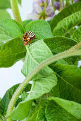 Colorado potato beetle