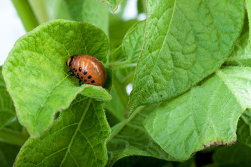 Colorado potato beetle