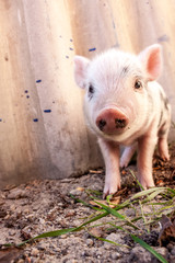 Close-up of a cute muddy piglet running around outdoors on the f