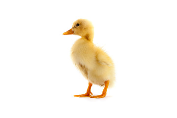 The yellow small duckling