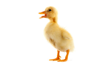The yellow small duckling