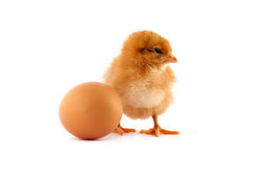 The yellow small chick