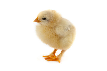 The yellow small chick