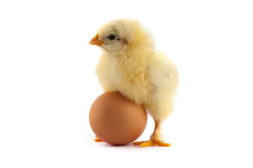 The yellow small chick