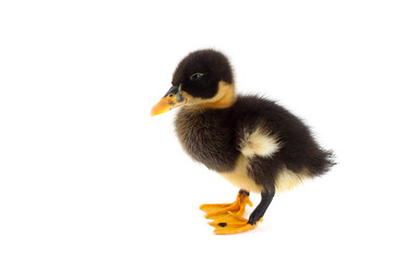The black small duckling