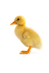 The yellow small duckling