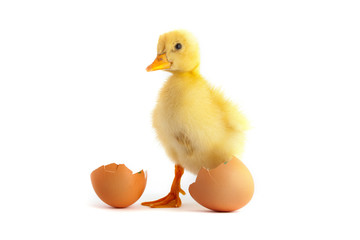Yellow small duckling