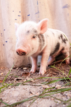 Close-up of a cute muddy piglet running around outdoors on the f