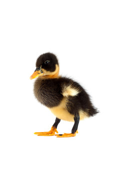 The black small duckling