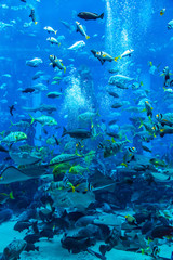 Obraz premium Ryba płaszczkowata. Tropikalna ryba akwariowa na rafie koralowej