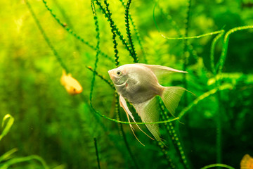 Tropical fish PTEROPHYLLUM SCALARE