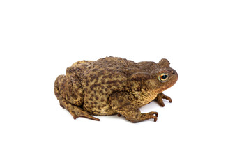 Forest toad. Green frog