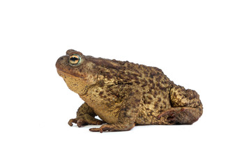 Fototapeta premium Forest toad. Green frog
