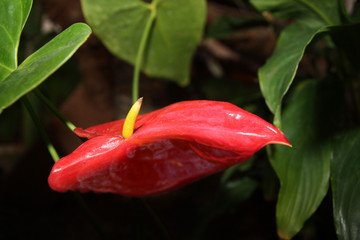 Tenerife, anthurium