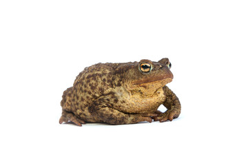 Forest toad. Green frog