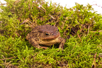 Toad is sitting on moss