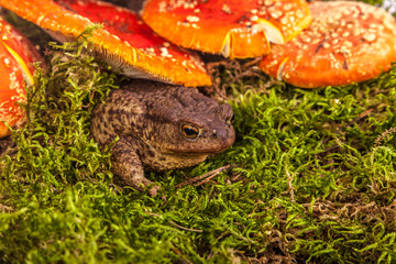 Toad is sitting on amanita
