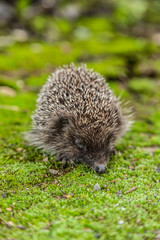 Wild Hedgehog is looking for a food