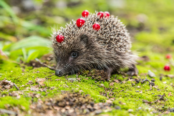 Wild Hedgehog is looking for a food