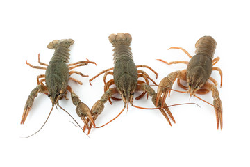 River raw crayfishes