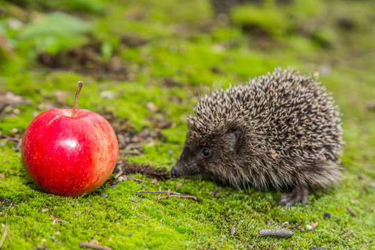 Wild Hedgehog Is Looking For A Food