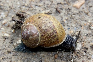 Schnecke