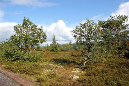 Heathlands besides Kungsleden (The Kings Path) in Dalarna, Sweden