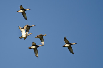 Flock of American Wigeons Flying in a Blue Sky