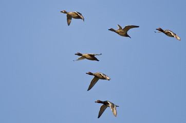 Flock of Redheads Flying in a Blue Sky