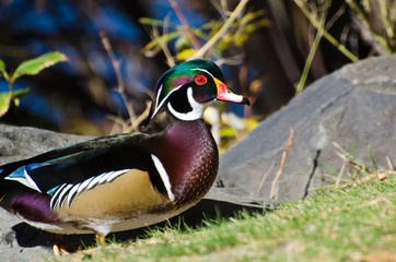 Male Wood Duck