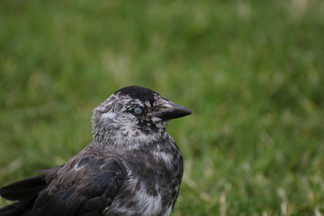 Brindled westerm jackdaw (Corvus monedula) blinking