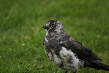 Brindled westerm jackdaw (Corvus monedula) on grass