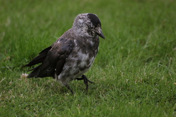 Obraz premium Brindled westerm jackdaw (Corvus monedula) on grass