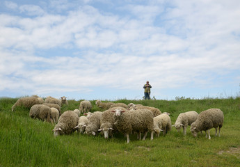 Obraz premium A flock of sheep on the pasture