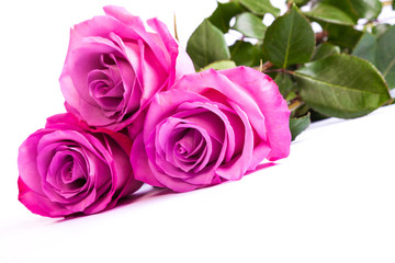Three fresh pink roses over white background