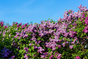 purple lilac bush blooming in May day. City park