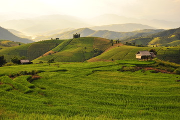 Rice Fields on the Hills